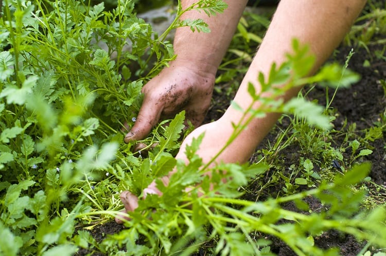 How To Quickly Clear Weeds From Your Garden | HomeIdeas